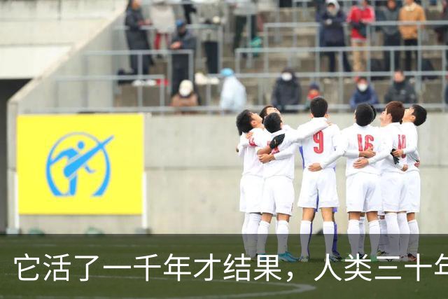 它活了一千年才结果，人类三十年砍光，消失的秘密至今无人能解